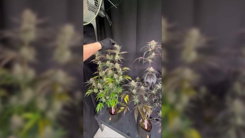 Development Update Strawberry Gorilla Auto RF3