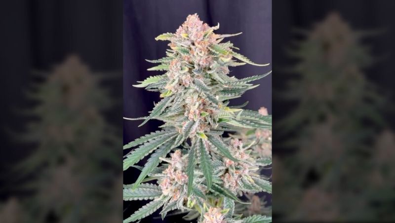 Plant check for Cherry Cola Auto RF3