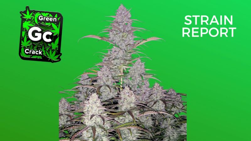 Green Crack Auto Seed Report Old
