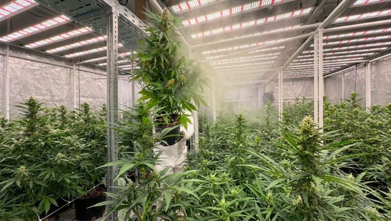 Gorilla Cookies Auto New Version - Greenhouse Test Grow Under Lights
