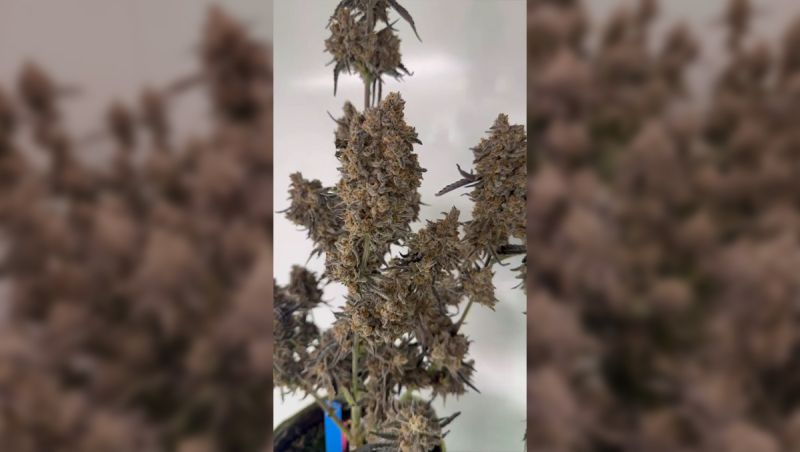 Fast Buds Breeding Project