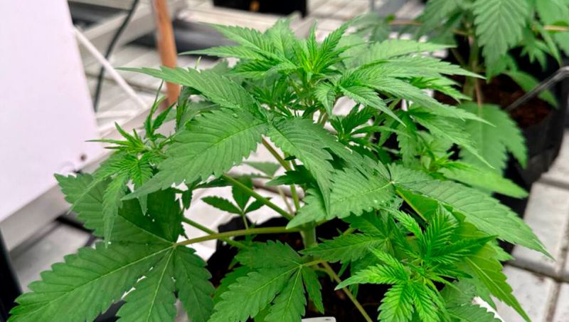 Plants Fan Leaves Up Close - Healthy Vegetative Growth