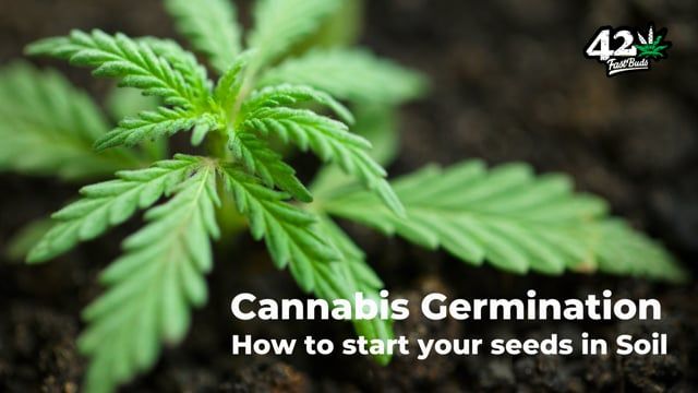 How to Germinate Auto Plants Seeds: Sprout directly in Soil
