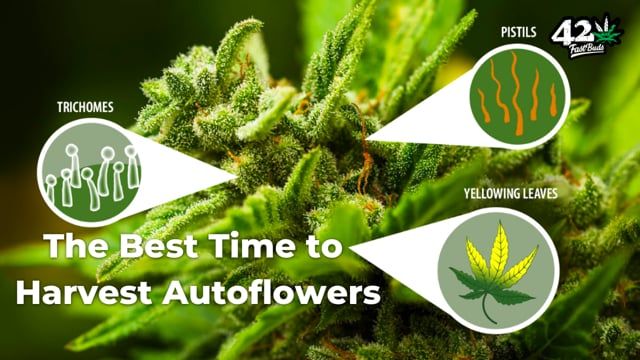 The Best Time to Return Auto Plants - When is my Plants ready