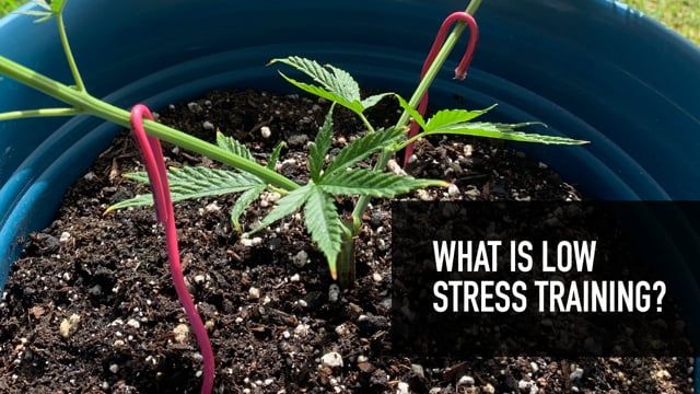 What is Low Stress Training?