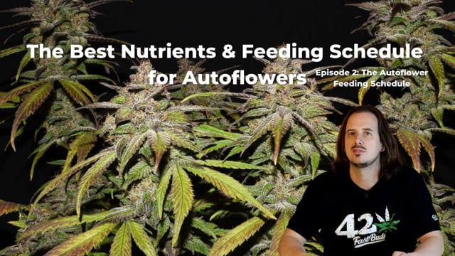 Auto Feeding Schedule Ep. 2 - How Much and When to Feed