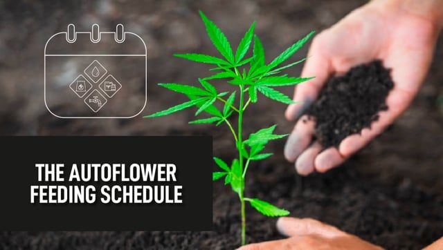 Auto Feeding Schedule in under 1 minute