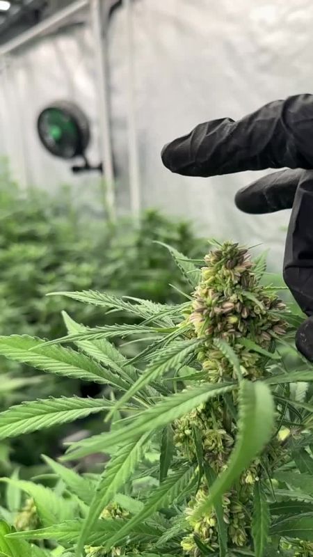 Apricot Auto Enhanced Generation Checking Bud Development in the Tent