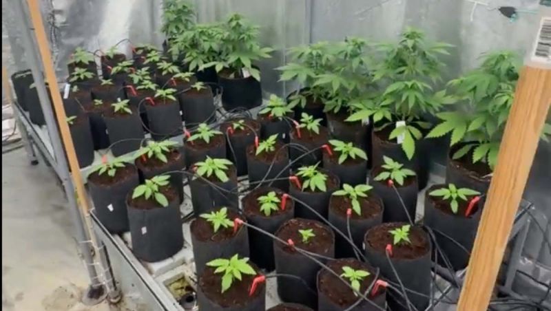 Cherry Cola Auto Breeding - Young Plants Lined Up in the Nursery