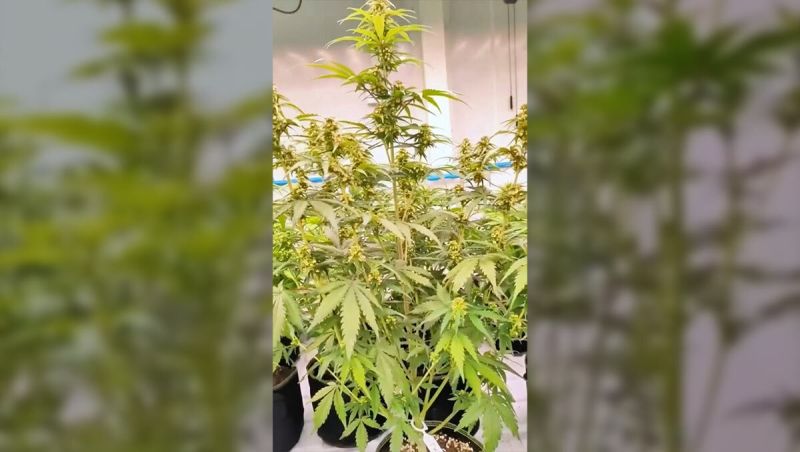 Apricot Auto Our Most Stable Run Yet