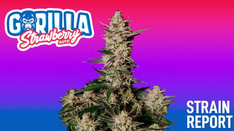 Strawberry Gorilla Auto Seed Report Old