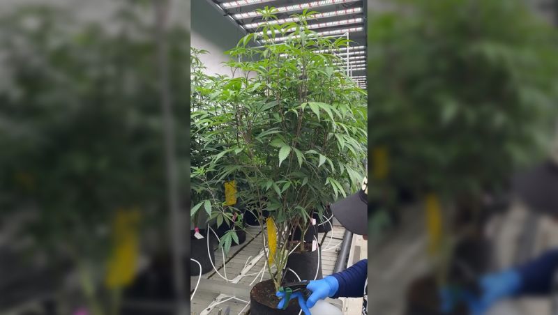 Aggressive Mother plant management