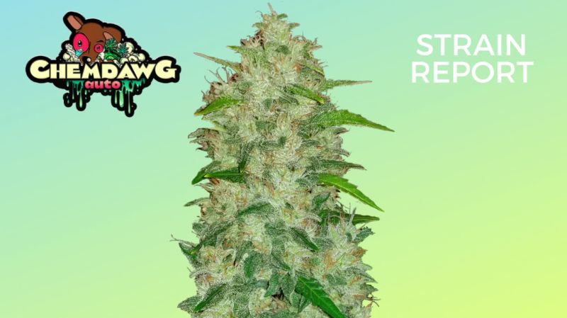 Chem Dawg Auto Seed Report Old
