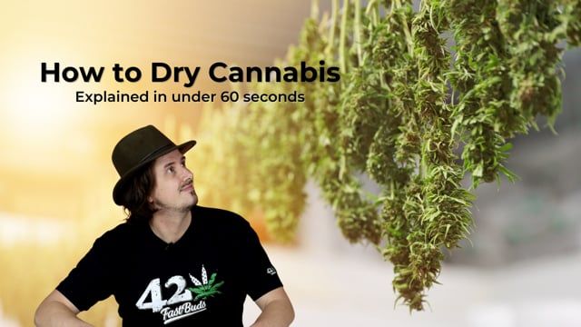 How to Dry Plants - Explained in one minute