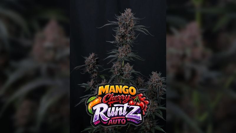 Mango Cherry Runtz Auto Overview