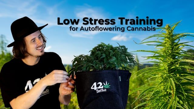 Low Stress Training for Auto Plants