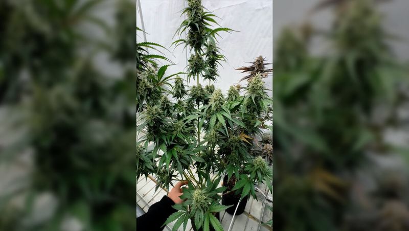 Guava Runtz Auto - Full Plant Structure in Mid Flower