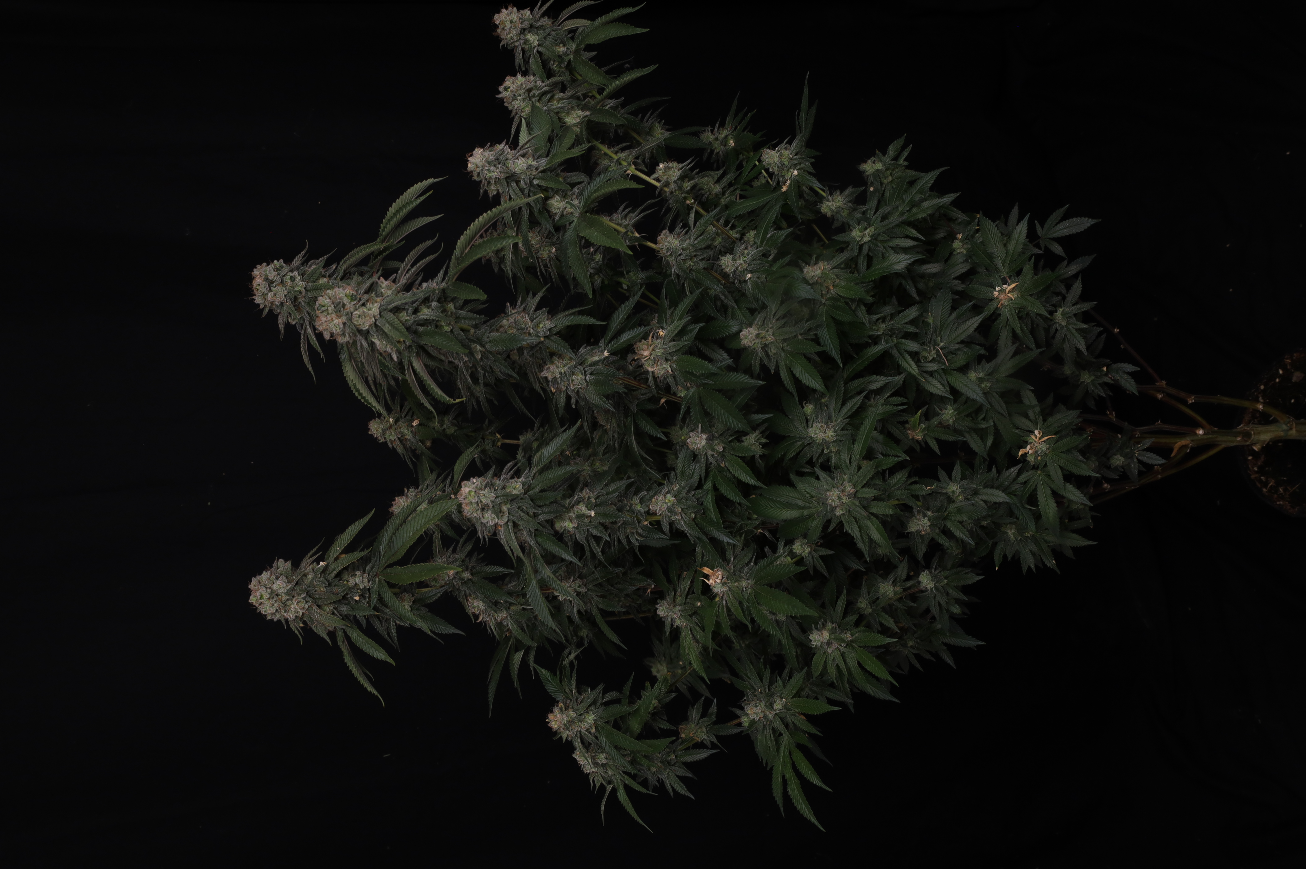 GG4