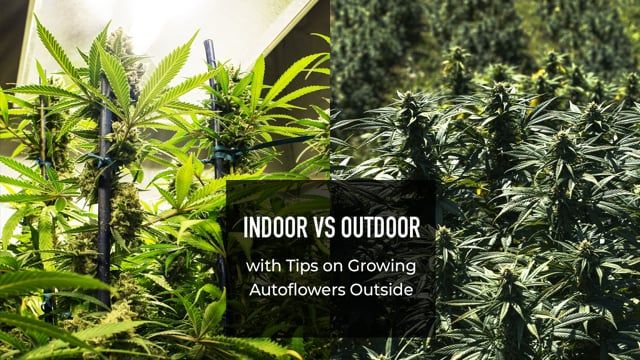 Indoor vs Outdoor - with Tips on Growing Autos Outside