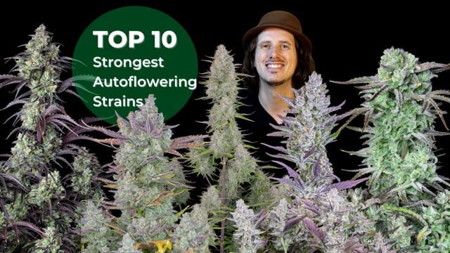Top 10 Strongest Auto Seeds of 2021 - High strength Picks