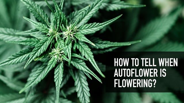 How To Tell When Auto Is Flowering