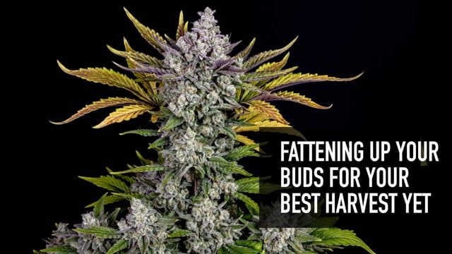 Fattening Up Your Buds For Your Best Return Yet