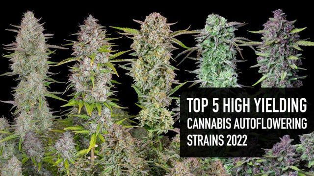 Top 5 High Returning Plants Auto Seeds