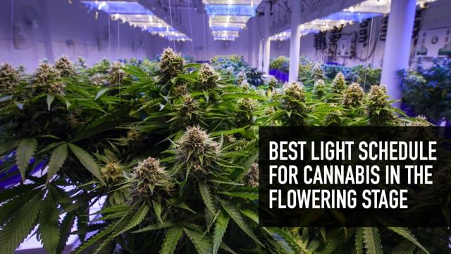 Best Light Schedule for Plants in the Flowering Stage