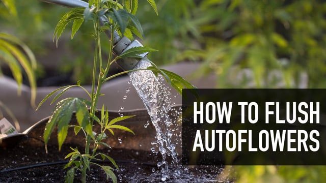 How to flush Autos