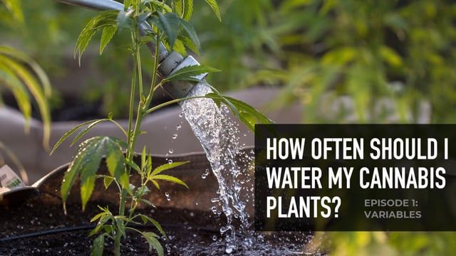 How often should I water my Plants Plants? Episode 1: Variables