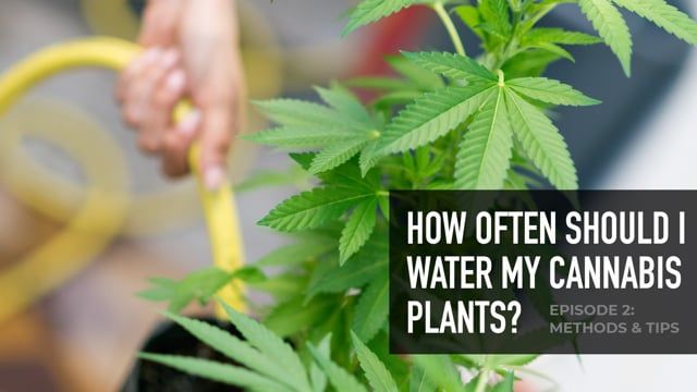 How often should I water my Plants Plants? Episode 2: Methods & Tips