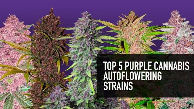 Top 5 Purple Plants Auto Seeds