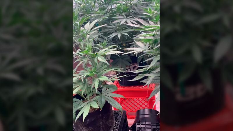 Rooktc Strawberry Gorilla, Mendo Guava, Pineapple, Tropicana Cookies