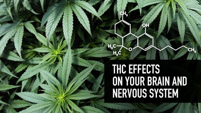 strength Effects on your Brain and Nervous System