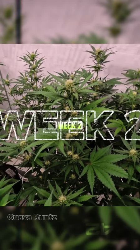 Guava Runtz Timelapse