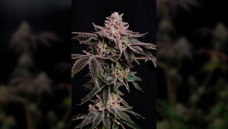 Z42 How To Grow Upd (1)