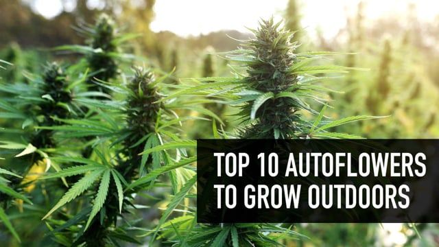 Top 10 Autos to Grow Outdoors