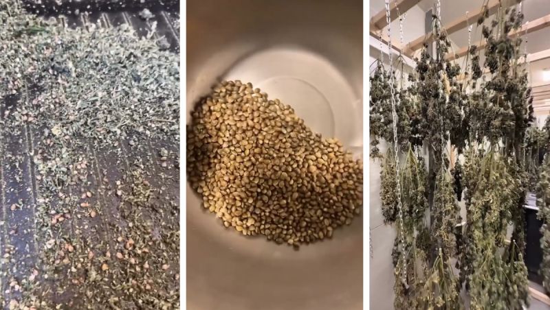 Extracting seeds from plants