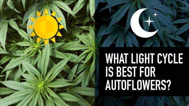 What Light Cycle is Best for Autos