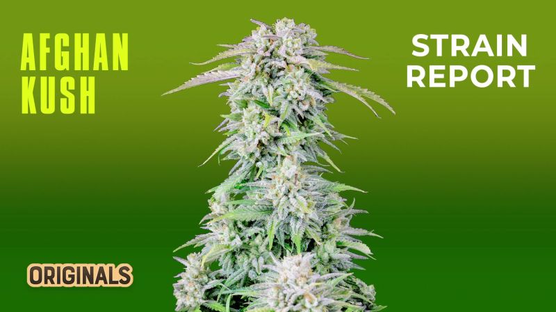 Afghan Kush Seed Report Old