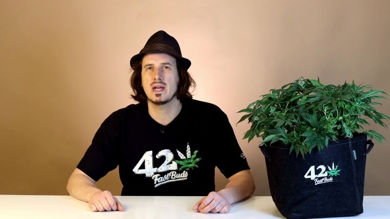 Forbidden Runtz Auto Seed Report Old