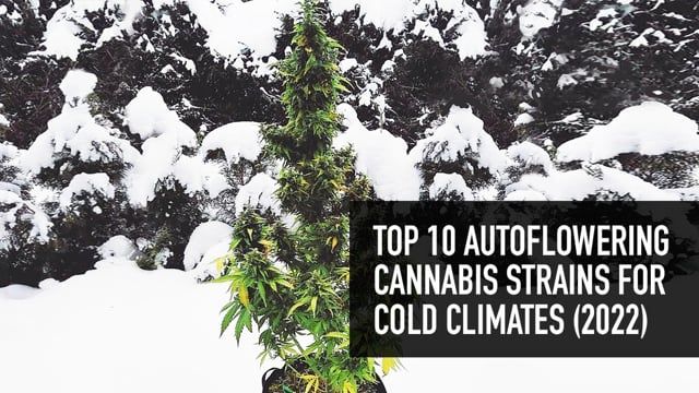 Top 10 Autos for Cold Climates