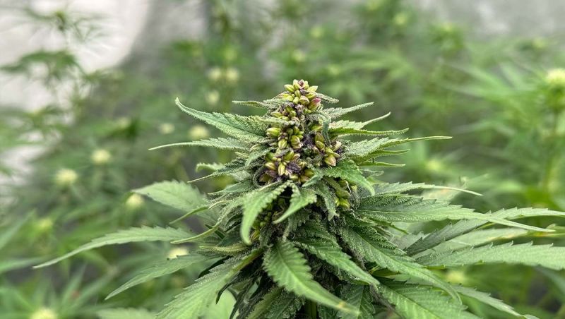 Cherry Cola Auto Breeding - Early Bud Sites on a Test Plant