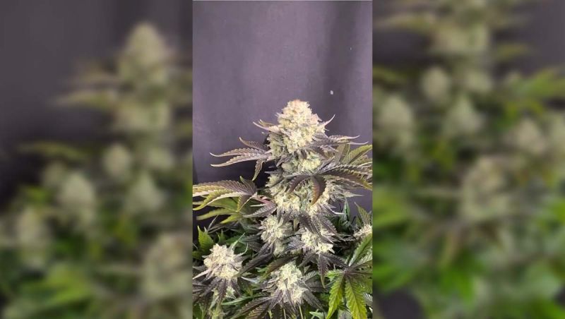 A Standout Auto Expression at 84 Days