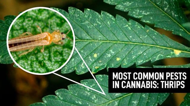 Most Common Pests In Plants: Thrips
