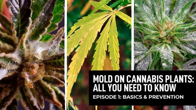 Mold on Plants Plants Ep. 1 - Basics: How to Spot and Prevent It
