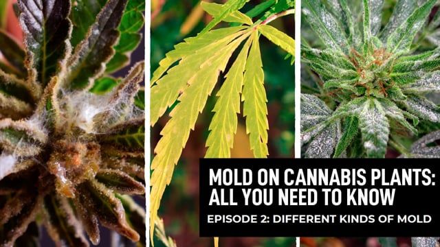 Mold On Plants Plants - Episode 2
