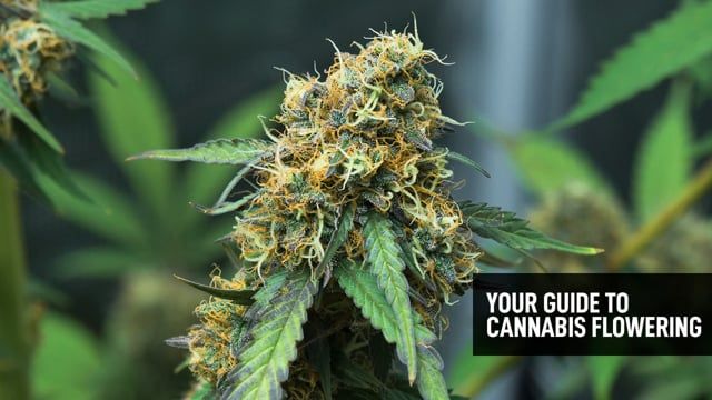 Your Guide To Plants Flowering