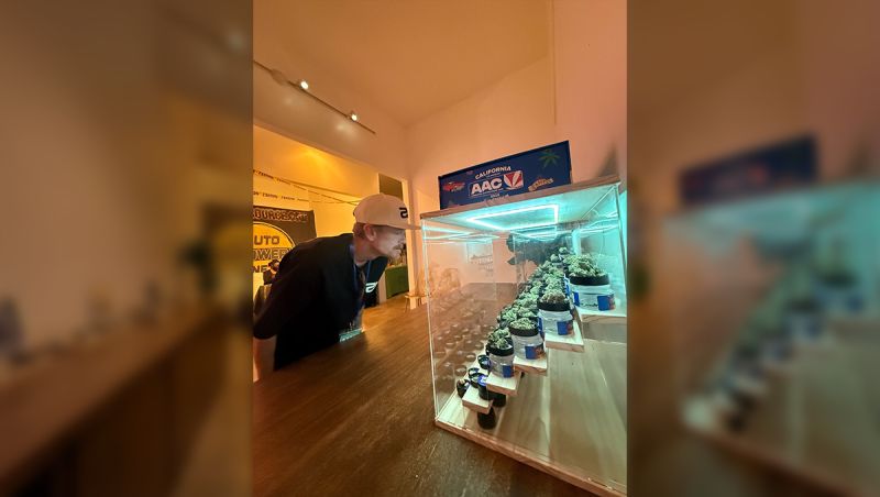 Checking seeds during AAC 2026