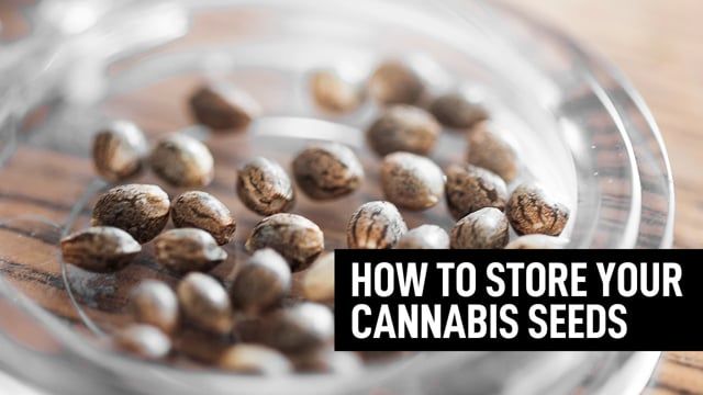 How To Store Your Plants Seeds